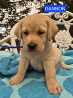 Gannon, a male Labrador Retriever for sale in Penn Yan, NY – 2 of 2