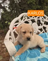 Karlos, a male Labrador Retriever for sale in Penn Yan, NY – 2 of 2