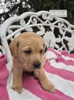 Sheila, a female Labrador Retriever for sale in Penn Yan, NY – 2 of 2
