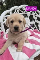 Mandy, a female Labrador Retriever for sale in Penn Yan, NY – 2 of 2