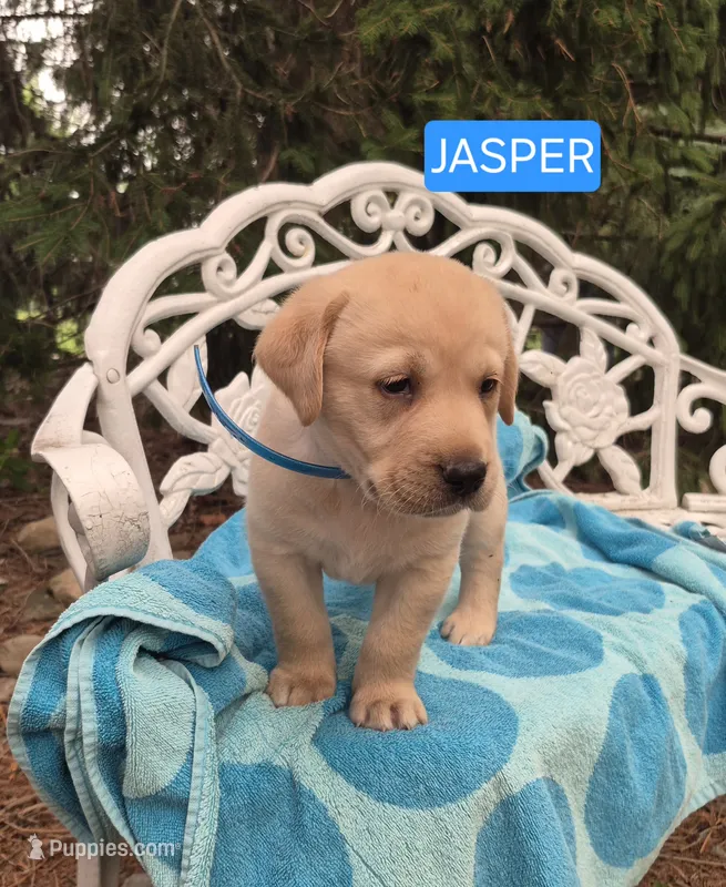 Jasper – Labrador Retriever puppy for sale in Penn Yan, NY