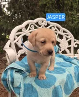 Jasper, a male Labrador Retriever for sale in Penn Yan, NY – 1 of 2