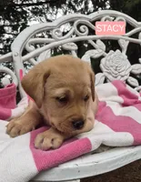 Stacy , a female Labrador Retriever for sale in Penn Yan, NY – 2 of 2