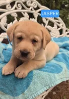 Jasper, a male Labrador Retriever for sale in Penn Yan, NY – 2 of 2