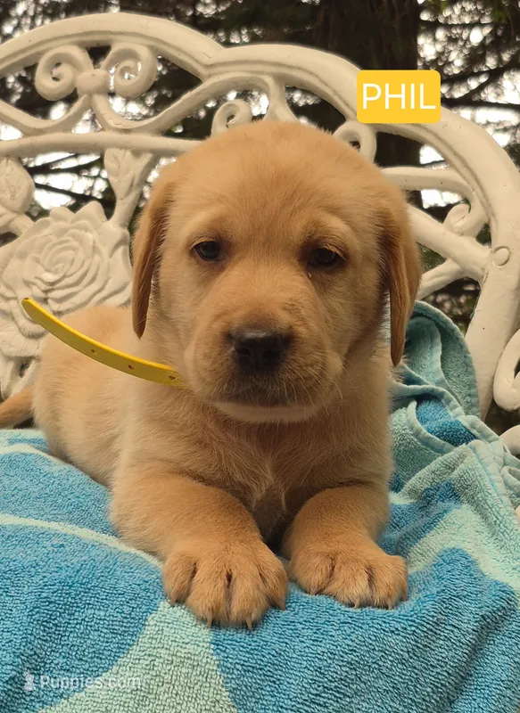 Phil – Labrador Retriever puppy for sale in Penn Yan, NY