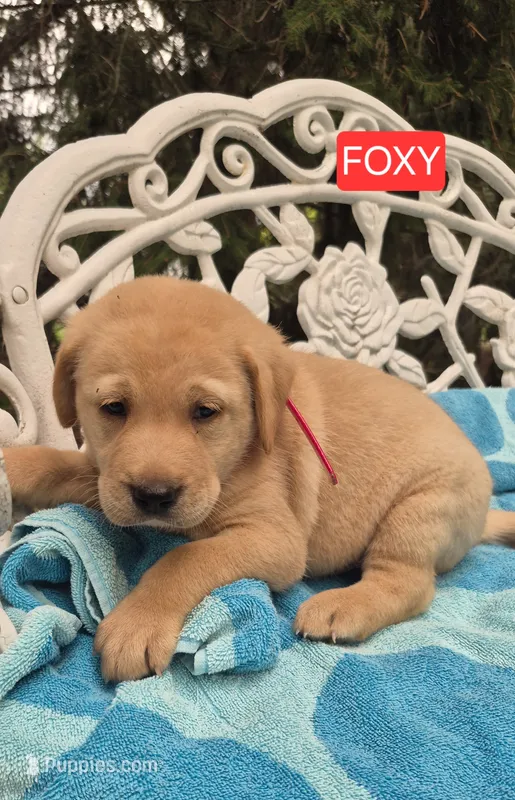 Foxy – Labrador Retriever puppy for sale in Penn Yan, NY
