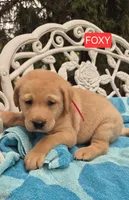 Foxy, a male Labrador Retriever for sale in Penn Yan, NY – 1 of 2