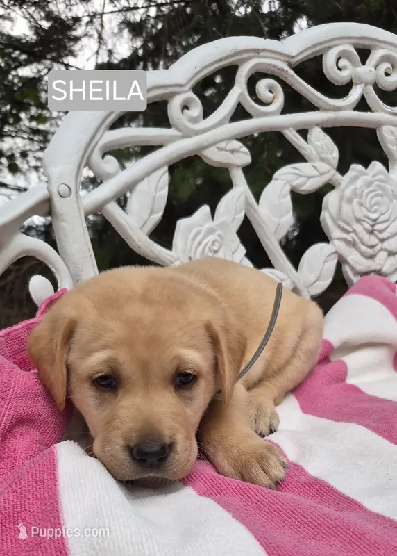 Sheila – Labrador Retriever puppy for sale in Penn Yan, NY