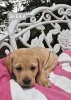 Sheila, a female Labrador Retriever for sale in Penn Yan, NY – 1 of 2