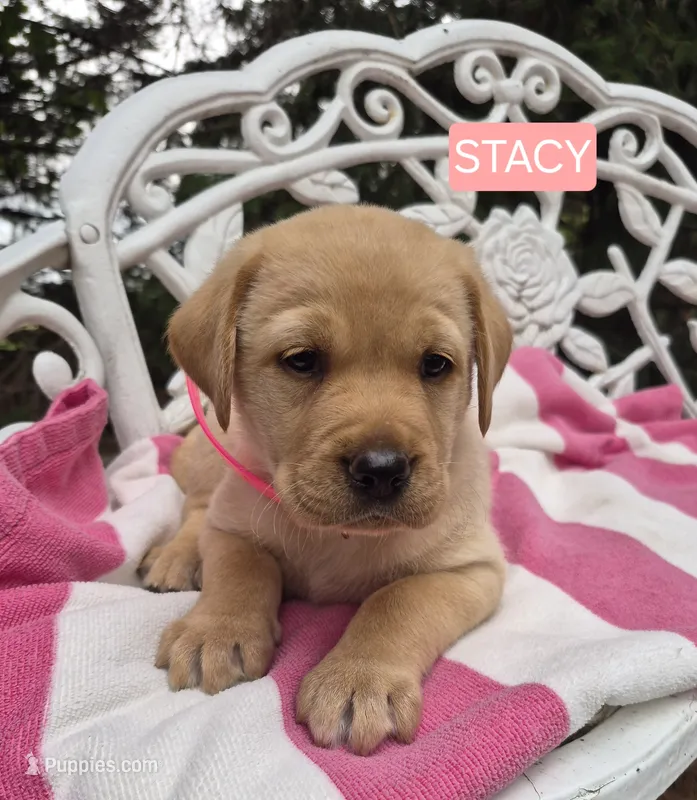 Stacy  – Labrador Retriever puppy for sale in Penn Yan, NY