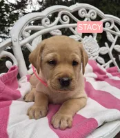 Stacy , a female Labrador Retriever for sale in Penn Yan, NY – 1 of 2
