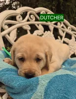 Dutcher, a male Labrador Retriever for sale in Penn Yan, NY – 2 of 2