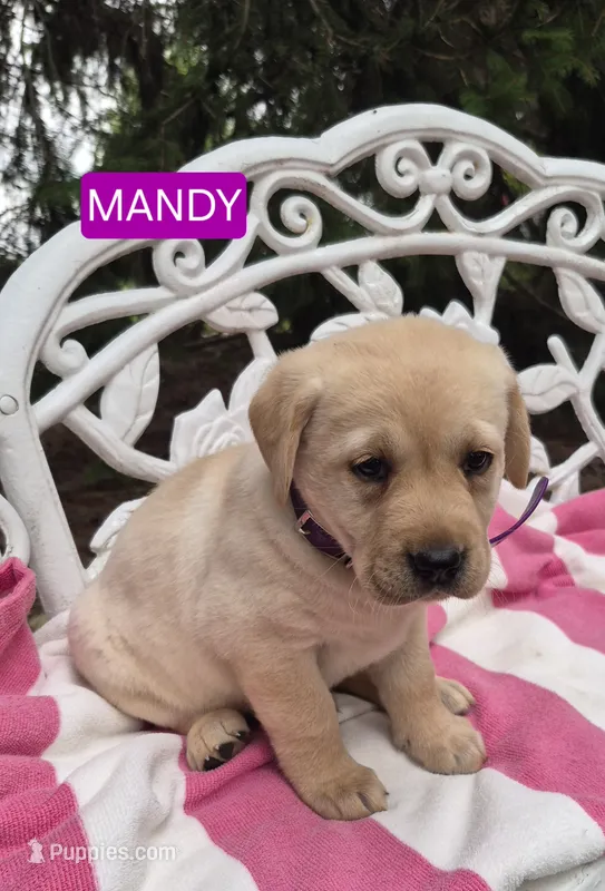 Mandy – Labrador Retriever puppy for sale in Penn Yan, NY