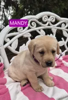Mandy, a female Labrador Retriever for sale in Penn Yan, NY – 1 of 2