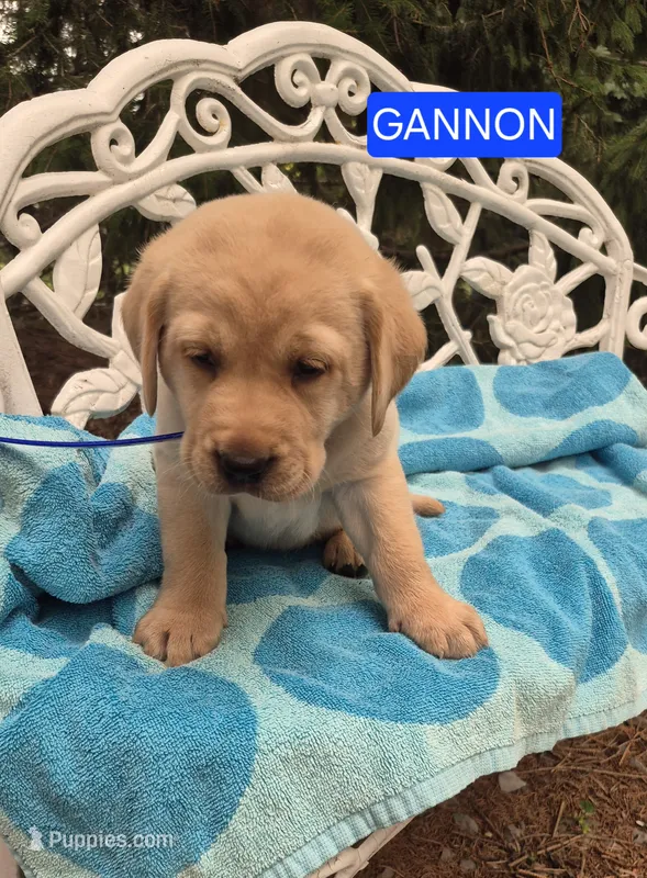 Gannon – Labrador Retriever puppy for sale in Penn Yan, NY