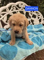Gannon, a male Labrador Retriever for sale in Penn Yan, NY – 1 of 2