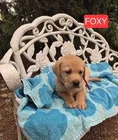 Foxy, a male Labrador Retriever for sale in Penn Yan, NY – 2 of 2