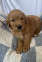 Harry AKC ⚡️, a female Golden Retriever for sale in San Francisco, CA – 2 of 9