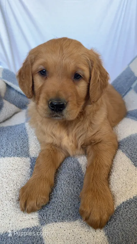 Leo AKC – Golden Retriever puppy for sale in San Francisco, CA
