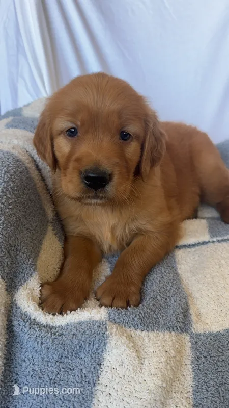 Ron AKC ❤️ – Golden Retriever puppy for sale in San Francisco, CA
