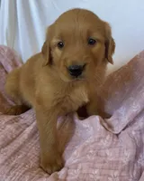 Pumpkin AKC 🧡, a female Golden Retriever for sale in San Francisco, CA – 7 of 10