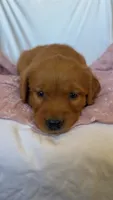 Molly AKC 🌸, a female Golden Retriever for sale in San Francisco, CA – 9 of 9