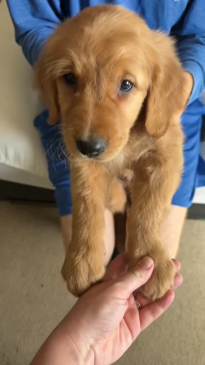 Leo AKC, a male Golden Retriever for sale in San Francisco, CA – 6 of 6