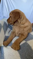Leo AKC, a male Golden Retriever for sale in San Francisco, CA – 5 of 6