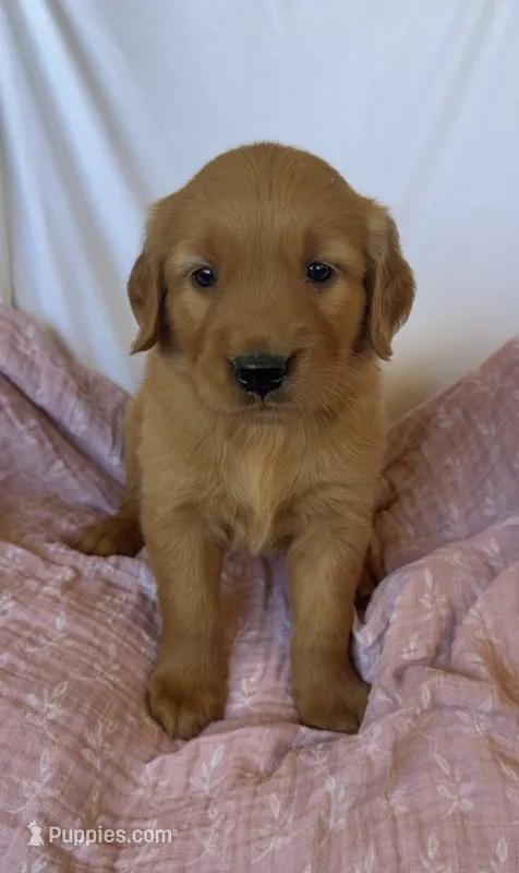 Pumpkin AKC 🧡 – Golden Retriever puppy for sale in San Francisco, CA