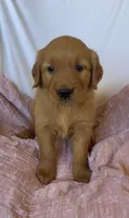 Pumpkin AKC 🧡, a female Golden Retriever for sale in San Francisco, CA – 2 of 10