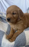 Harry AKC ⚡️, a female Golden Retriever for sale in San Francisco, CA – 3 of 9