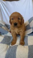 Ron AKC ❤️, a male Golden Retriever for sale in San Francisco, CA – 5 of 7