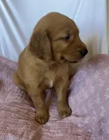Kacey AKC 🌀, a female Golden Retriever for sale in San Francisco, CA – 4 of 8