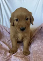 Pumpkin AKC 🧡, a female Golden Retriever for sale in San Francisco, CA – 9 of 10