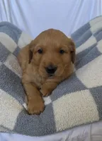 AKC Leo, a male Golden Retriever for sale in San Francisco, CA – Photo 3 of 8