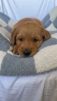 AKC Leo, a male Golden Retriever for sale in San Francisco, CA – Photo 7 of 8