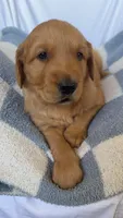 AKC Leo, a male Golden Retriever for sale in San Francisco, CA – Photo 8 of 8