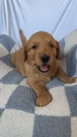 AKC Leo, a male Golden Retriever for sale in San Francisco, CA – Photo 2 of 8