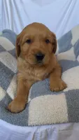 AKC Leo, a male Golden Retriever for sale in San Francisco, CA – Photo 1 of 8