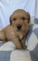 AKC Leo, a male Golden Retriever for sale in San Francisco, CA – Photo 4 of 8