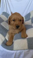 AKC Leo, a male Golden Retriever for sale in San Francisco, CA – Photo 6 of 8