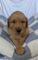 AKC Leo, a male Golden Retriever for sale in San Francisco, CA – Photo 5 of 8