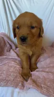 Molly AKC 🌸, a female Golden Retriever for sale in San Francisco, CA – 6 of 9