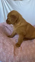 Pumpkin AKC 🧡, a female Golden Retriever for sale in San Francisco, CA – 8 of 10