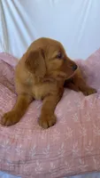 Pumpkin AKC 🧡, a female Golden Retriever for sale in San Francisco, CA – 5 of 10