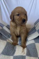 Harry AKC ⚡️, a female Golden Retriever for sale in San Francisco, CA – 4 of 9