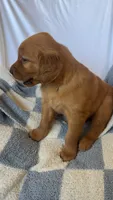 Ron AKC ❤️, a male Golden Retriever for sale in San Francisco, CA – 6 of 7