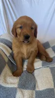 Ron AKC ❤️, a male Golden Retriever for sale in San Francisco, CA – 4 of 7