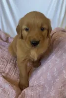 Pumpkin AKC 🧡, a female Golden Retriever for sale in San Francisco, CA – 4 of 10