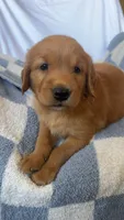 Harry AKC ⚡️, a female Golden Retriever for sale in San Francisco, CA – 7 of 9